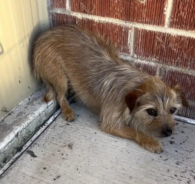 Couple Who Lost Two Puppies Gets One Back, Receives News About The Other